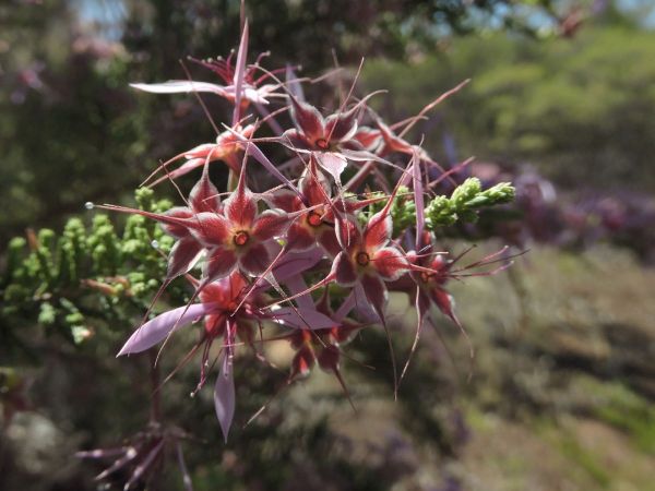 Calytrix; C. exstipulata
Turkey Bush (Eng)
Trefwoorden: Plant;Myrtaceae;Bloem;roze