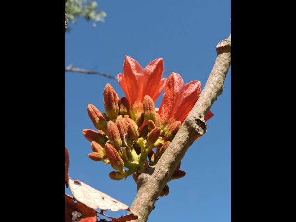 Brachychiton viscidulus
Sticky Kurrajong, Kimberley Rose (Eng)
Trefwoorden: Plant;Boom;Malvaceae;Bloem;oranje;rood