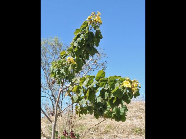 Cochlospermum fraseri
Native Kapok Tree (Eng)
Trefwoorden: Plant;Boom;Bixaceae;Bloem;geel