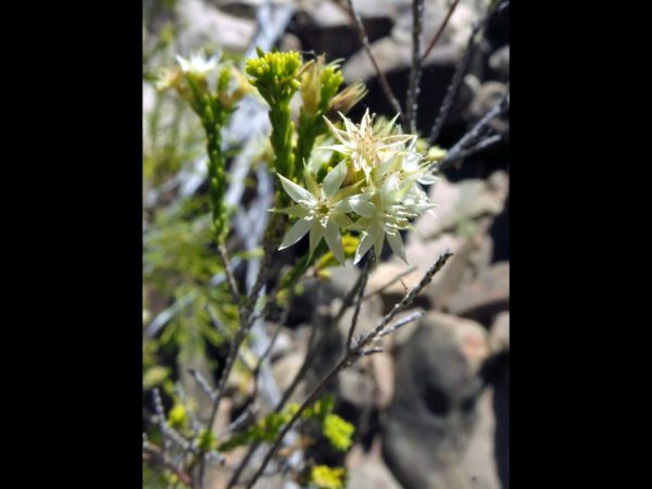 Calytrix achaeta
White-flowered Turkey Bush (Eng)
Trefwoorden: Plant;Myrtaceae;Bloem;wit