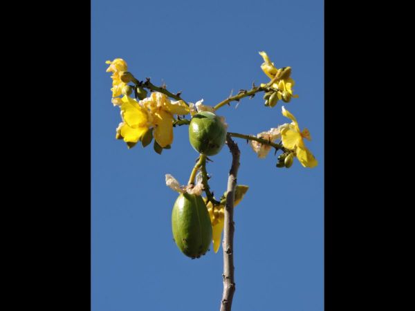 Cochlospermum gillivraei
Native Kapok Tree (Eng) - fruits
Trefwoorden: Plant;Boom;Bixaceae;Bloem;geel;vrucht