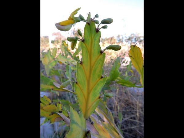 Bossiaea bossiaeoides
Holly-leaved Pea Flower (Eng)
Trefwoorden: Plant;Fabaceae;Bloem;geel