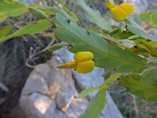 Bossiaea bossiaeoides
Holly-leaved Pea Flower (Eng)
Trefwoorden: Plant;Fabaceae;Bloem;geel