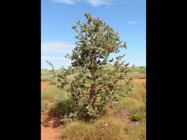 Acacia inaequilatera
Fire Wattle, Kanji Bush (Eng)
Keywords: Plant;Boom;Fabaceae;Bloem;geel