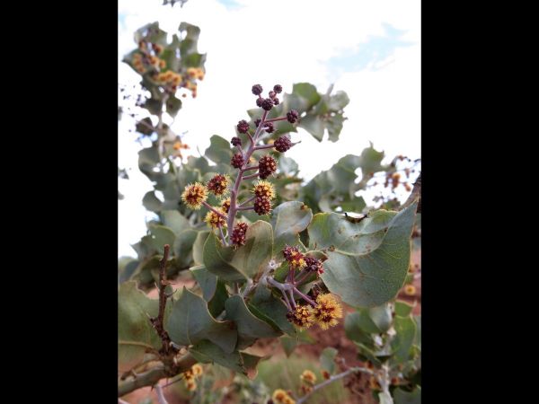 Acacia inaequilatera
Fire Wattle, Kanji Bush (Eng)
Keywords: Plant;Boom;Fabaceae;Bloem;geel