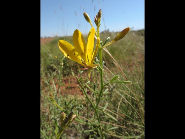 Cleome uncifera
Tickweed (Eng)
Trefwoorden: Plant;Cleomaceae;Bloem;geel