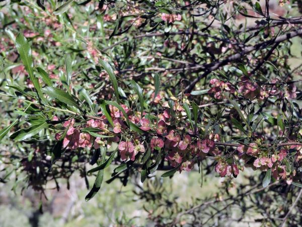 Dodonaea viscosa
Broad Leaf Hopbush (Eng) - branch with capsules
Trefwoorden: Plant;Sapindaceae;vrucht