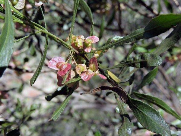 Dodonaea viscosa
Broad Leaf Hopbush (Eng) - capsules
Trefwoorden: Plant;Sapindaceae;vrucht