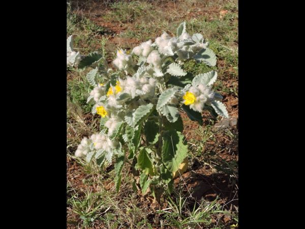 Corchorus laniflorus
Woolly Corchorus (Eng)
Trefwoorden: Plant;Malvaceae;Bloem;geel