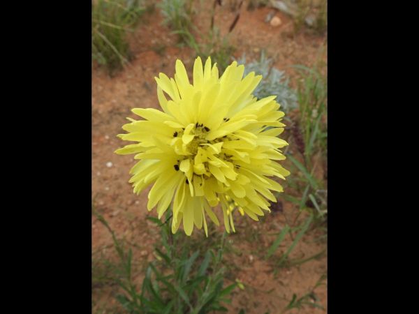 Cephalipterum drummondii
Pom Pom Everlasting, Paper Daisy (Eng) - yellow type
Trefwoorden: Plant;Asteraceae;Bloem;geel