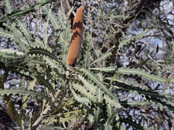 Banksia ashbyi
Ashby's Banksia (Eng)
Keywords: Plant;Boom;Proteaceae;Bloem;oranje;bruin