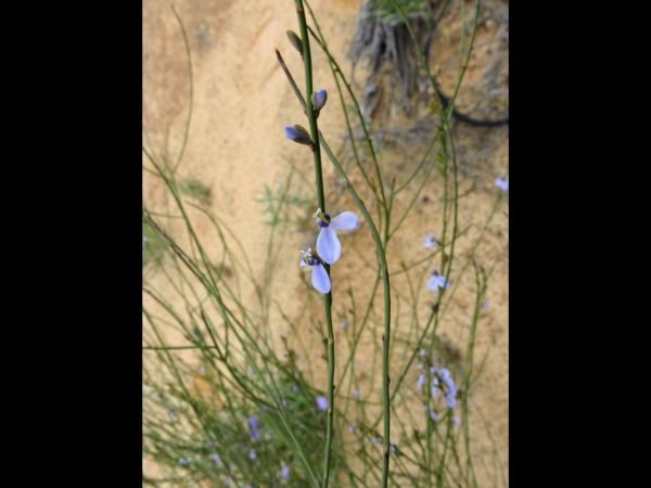 Comesperma scoparium
Broom Milkwort (Eng)
Trefwoorden: Plant;Polygalaceae;Bloem;blauw