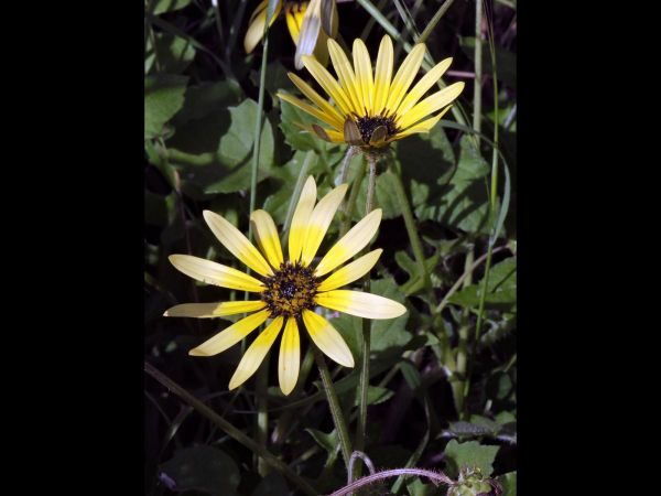 Arctotheca calendula
Capeweed (Eng)
Keywords: Plant;Asteraceae;Bloem;geel