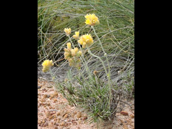 Conostylis; C. robusta
Cottonheads (Eng)
Trefwoorden: Plant;Haemodoraceae;Bloem;geel