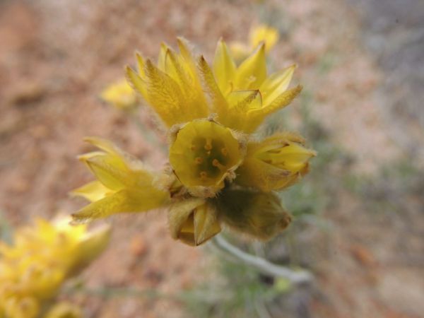 Conostylis; C. robusta
Cottonheads (Eng)
Trefwoorden: Plant;Haemodoraceae;Bloem;geel