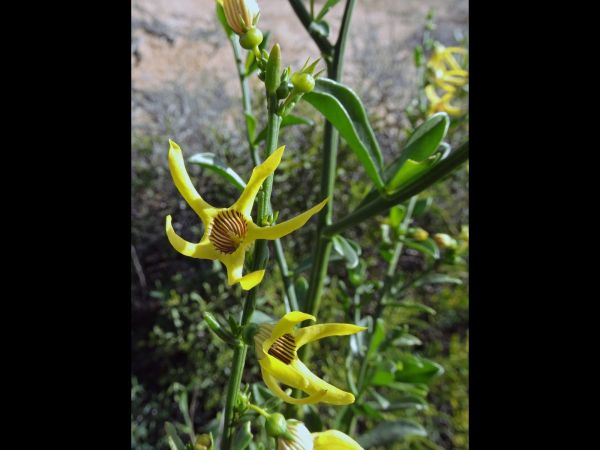 Anthocercis littorea
Yellow Tailflower (Eng)
Keywords: Plant;Solanaceae;Bloem;geel