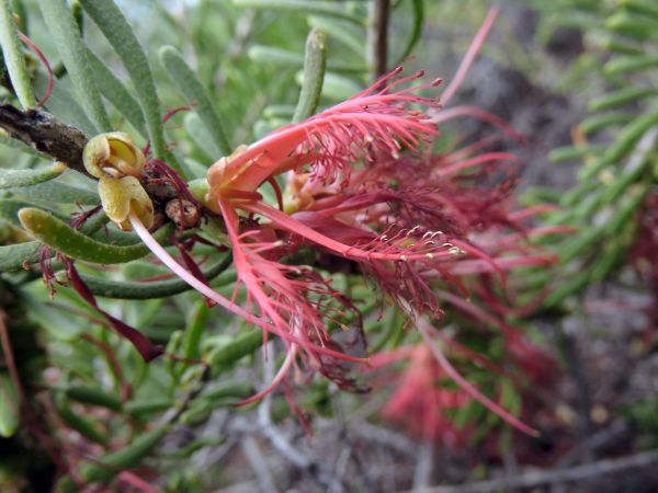 Calothamnus quadrifidus
One-sided Bottlebrush (Eng)
Trefwoorden: Plant;Myrtaceae;Bloem;rood