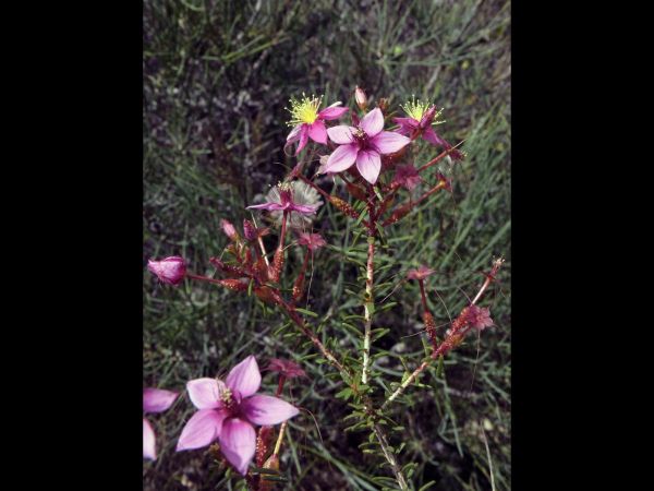 Calytrix brevifolia
Short-leaved Starflower (Eng)
Trefwoorden: Plant;Myrtaceae;Bloem;roze