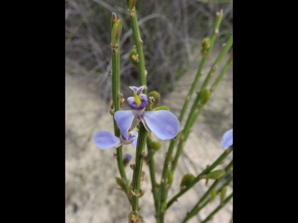 Comesperma scoparium
Broom Milkwort (Eng)
Trefwoorden: Plant;Polygalaceae;Bloem;blauw