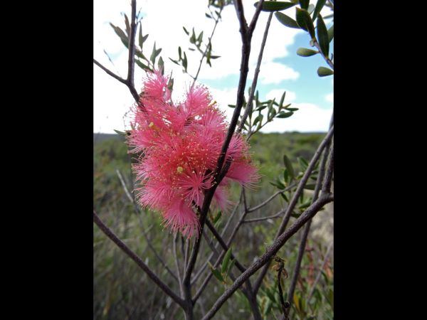 Callistemon phoeniceus
Lesser Bottlebrush (Eng)
Trefwoorden: Plant;Myrtaceae;Bloem;rood