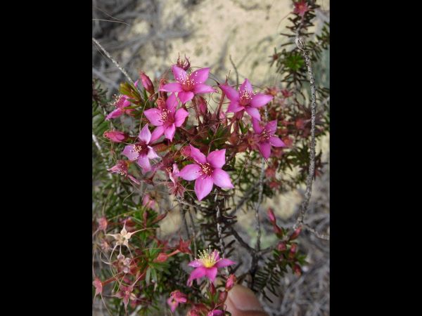 Calytrix oldfieldii
Oldfields Starflower (Eng)
Trefwoorden: Plant;Myrtaceae;Bloem;roze
