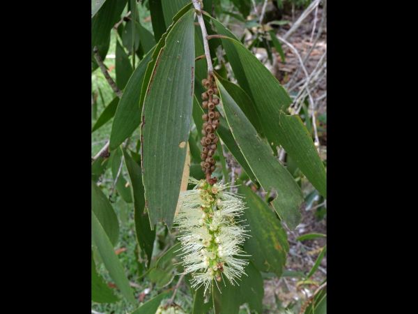 Melaleuca viridiflora
Broad-leaved Paperbark (Eng)
Trefwoorden: Plant;Boom;Myrtaceae;Bloem;wit