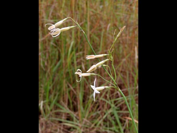Mitrasacme connata
Trefwoorden: Plant;Loganiaceae;Bloem;wit