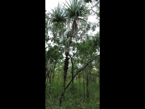 Pandanus spiralis
Screw Palm (Eng)
Trefwoorden: Plant;Boom;Pandanaceae