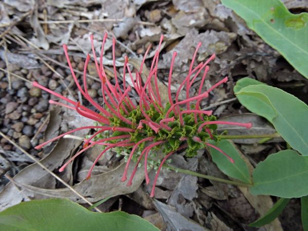 Grevillea goodii
Creeping Grevillea (Eng)
Trefwoorden: Plant;Proteaceae;Bloem;rood