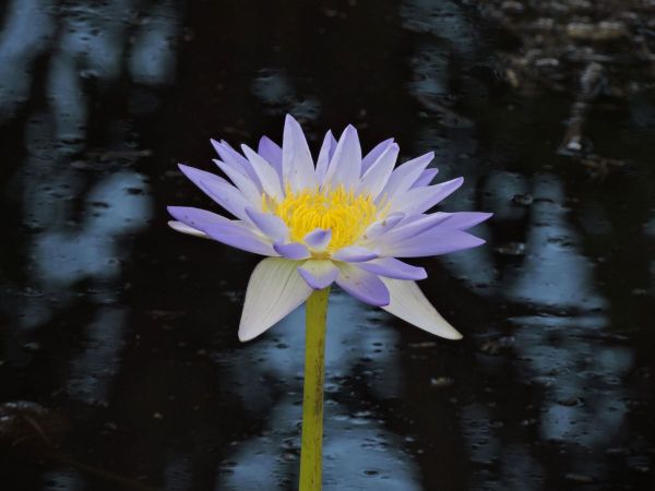 Nymphaea; N. violacea
Blue Water Lily (Eng)
Trefwoorden: Plant;Nymphaeaceae;Bloem;blauw;violet;waterplant