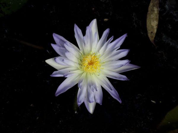 Nymphaea; N. violacea
Blue Water Lily (Eng)
Trefwoorden: Plant;Nymphaeaceae;Bloem;blauw;violet;waterplant