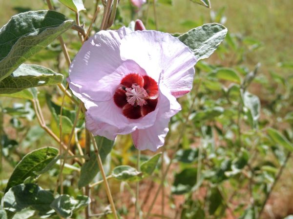 Gossypium sturtianum
Sturt's Desert Rose (Eng)
Trefwoorden: Plant;Malvaceae;Bloem;roze