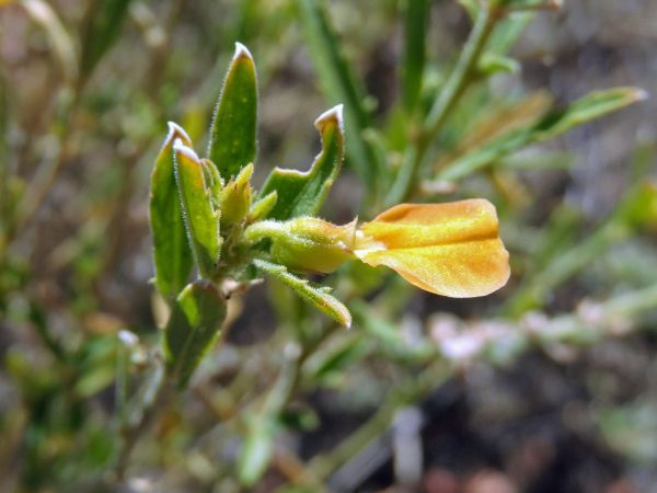 Hybanthus aurantiacus
Orange Spade Flower (Eng)
Trefwoorden: Plant;Violaceae;Bloem;geel