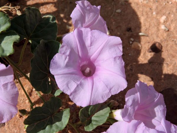 Ipomoea muelleri
Australian Morning Glory, Native Morning Glory (Eng)
Trefwoorden: Plant;Convolvulaceae;Bloem;purper;roze