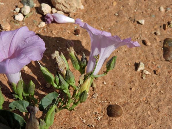 Ipomoea muelleri
Australian Morning Glory, Native Morning Glory (Eng)
Trefwoorden: Plant;Convolvulaceae;Bloem;purper;roze