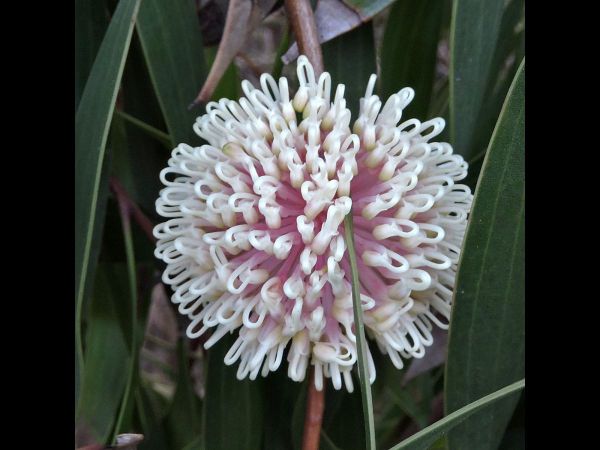 Hakea laurina
Pincushion Hakea (Eng)
Trefwoorden: Plant;Boom;Proteaceae;Bloem;rood;wit