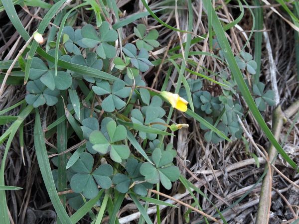 Oxalis; O. exilis
Least Yellow Sorrel (Eng)
Trefwoorden: Plant;Oxalidaceae;Bloem;geel