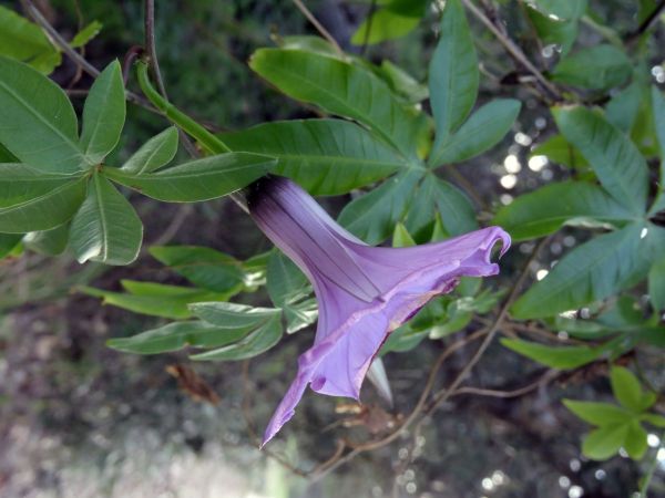 Ipomoea cairica
Cairo Morning Glory (Eng)
Trefwoorden: Plant;Convolvulaceae;Bloem;purper
