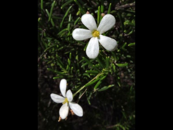 Ricinocarpus pinifolius
Wedding Bush (Eng)
Trefwoorden: Plant;Euphorbiaceae;Bloem;wit