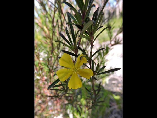 Hibbertia linearis
Showy Guinea Flower (Eng)
Trefwoorden: Plant;Dilleniaceae;Bloem;geel