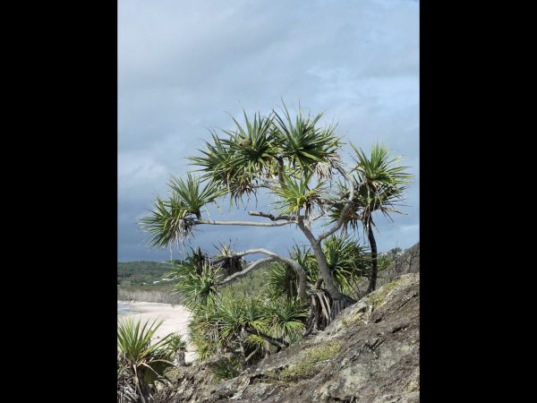 Pandanus tectorius
Tahitian screwpine (Eng)
Trefwoorden: Plant;Boom;Pandanaceae;vrucht