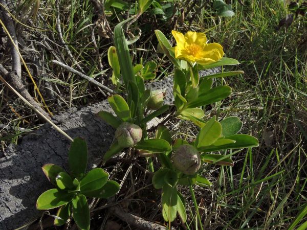 Hibbertia scandens
Guinea Flower, Snake Vine (Eng)
Trefwoorden: Plant;Dilleniaceae;Bloem;geel