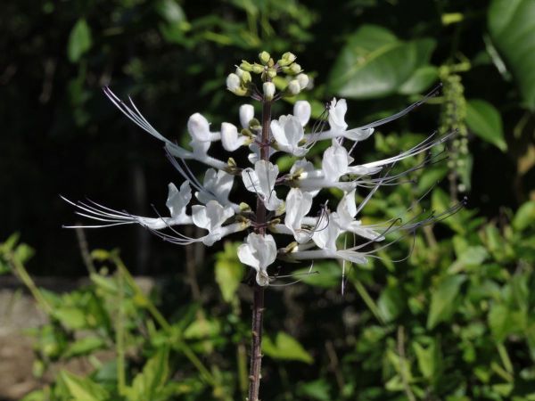 Orthosiphon aristatus
Java Tea, Cat's Whiskers (Eng)
Trefwoorden: Plant;Lamiaceae;Bloem;wit