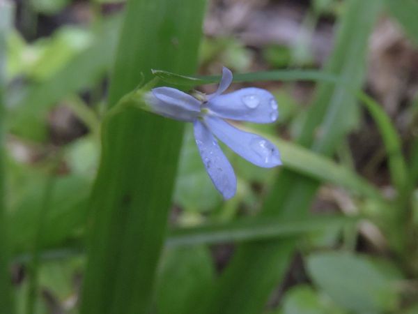 Lobelia membranacea
Forest Violet (Eng)
Trefwoorden: Plant;Campanulaceae;Bloem;blauw