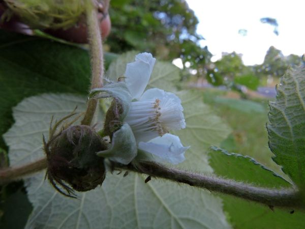 Rubus moluccanus
Molucca Bramble, Broad-leaf Bramble (Eng)
Trefwoorden: Plant;struik;Rosaceae;Bloem;wit;roze