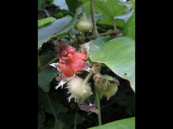 Rubus moluccanus
Molucca Bramble, Broad-leaf Bramble (Eng) - fruit
Trefwoorden: Plant;struik;Rosaceae;vrucht