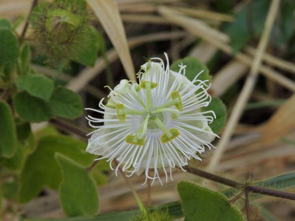 Passiflora foetida
Passionflower (Eng)
Trefwoorden: Plant;Passifloraceae;Bloem;wit