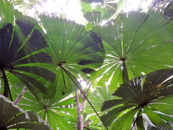 Licuala ramsayi
Australian Fan Palm (Eng)
Trefwoorden: Plant;Boom;Arecaceae