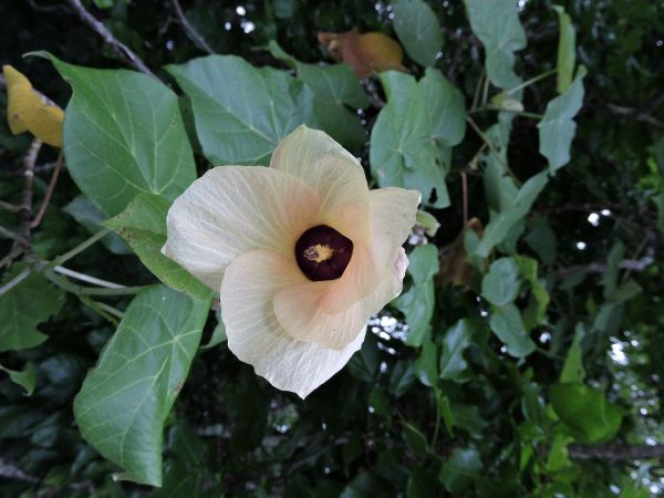 Hibiscus tiliaceus
Beach Hibiscus (Eng)
Trefwoorden: Plant;Boom;Malvaceae;Bloem;wit;geel;roze