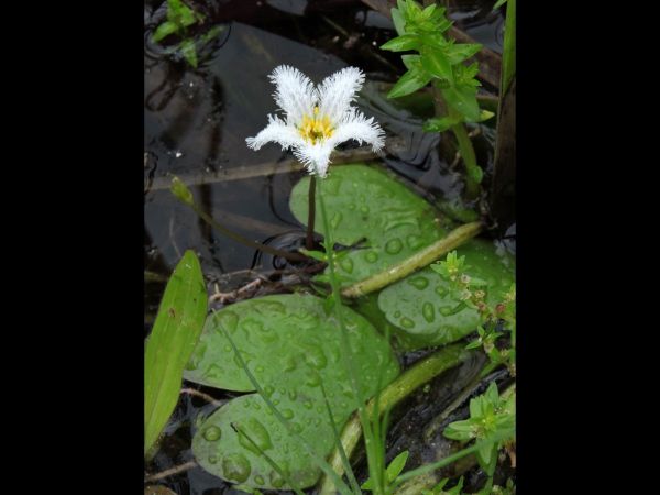 Nymphoides; N. indica
Snowflake Lily (Eng)
Trefwoorden: Plant;Menyanthaceae;Bloem;wit